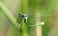 Common Spreadwing (Male, Lestes sponsa)